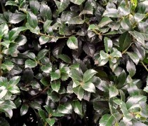 Ilex meservae 'Heckenfee'