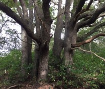 Quercus robur