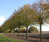 Tilia cordata Erecta