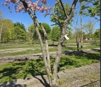 Malus floribunda - Sierappel - 2
