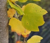 Liriodendron tulipifera 'Fastigiatum' - Zuilvormige Tulpenboom - 1