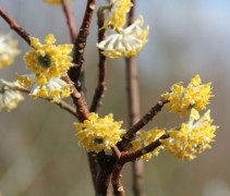 Edgeworthia