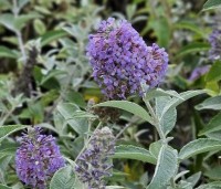 Buddleja davidii 'Lochinch' - Vlinderstruik 'Lochinch' - 3
