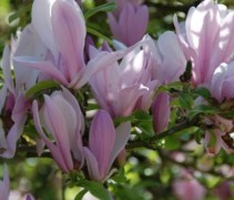 Magnolia 'George Henry Kern' met prachtige bloemen