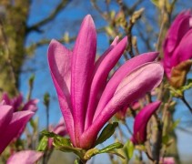 Magnolia 'Susan' bloem