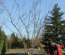 Amelanchier lamarcki draadkluit solitair 250-300