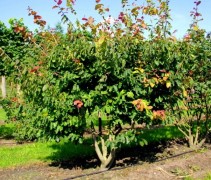 Perzisch IJzerhout 'Bella', meerstammige bomen vol in blad