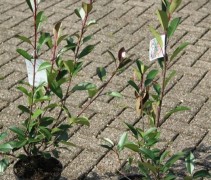 Photinia fraseri 'Red Robin' C3