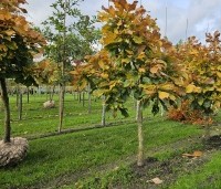 Quercus pontica - Pontische eik - 1
