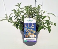 Buddleja weyeriana 'Sungold' - Vlinderstruik 'Sungold' - 1