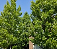 Liriodendron tulipifera 'Fastigiatum' - Zuilvormige Tulpenboom - 2
