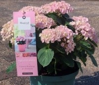 Hydrangea  macr. 'Magical Coral'  - Hortensia 'Magical Coral' - 1