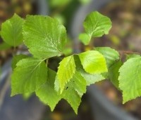 Betula davurica - Dahurische berk - 2