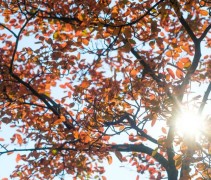 Amelanchier lamarckii