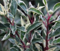 Prunus lusitanica 'Variegata'