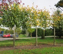 Tilia x Europaea 'Euchlora'