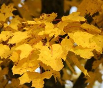 Acer platanoïdes