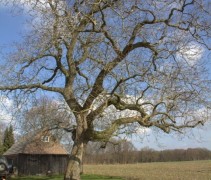 Juglans Regia