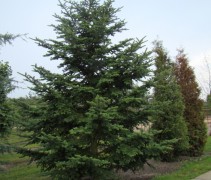 Abies nordmanniana