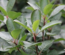 Aronia Viking