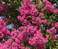 Lagerstroemia indica 'Rosea' - Indische sering - 5