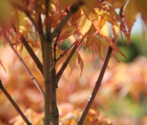 Acer palmatum Katsura