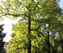 Liriodendron tulipifera veterane bomen