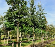 Quercus cerris
