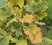Acer plat. 'Princeton Gold' - Acer plat. 'Princeton Gold' - najaar