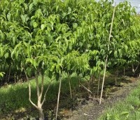 Heptacodium miconioides - Zevenzonenboom - 1