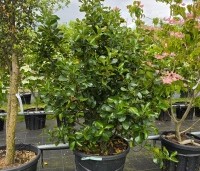Ilex x Altaclerensis 'Wilsonii' - Hulst - 1