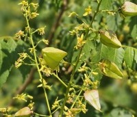 Koelreuteria paniculata - Chinese vernisboom - lampionnen na de gele bloei. Juli 2025