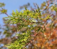 Acer palmatum 'Emerald Lace' - Japanse Esdoorn 'Emerald Lace' - 9