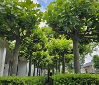 Platanus hispanica - Plataan - 4