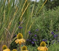 Panicum virgatum 'Northwind' - Vingergras 'Northwind' - 6
