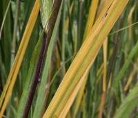 Panicum virgatum 'Northwind' - Vingergras 'Northwind' - 5
