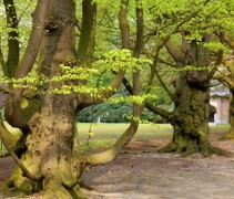 fagus sylvatica