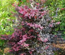 Loropetalum chinensis 'Fire Dance'