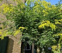Gleditsia triacanthos 'Sunburst' - Valse christusdoorn - 1