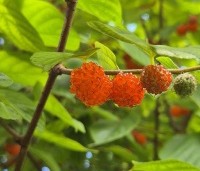 Broussonetia × kazinoki - Papiermoerbei - 4