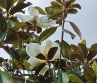 Magnolia grandiflora - Magnolia grandiflora - 1