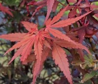 Acer palmatum 'Skeeter's Broom' - Japanse Esdoorn 'Skeeter's Broom' - 6