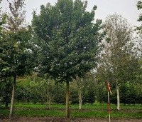 Acer campestre 'Elsrijk' - Veldesdoorn -