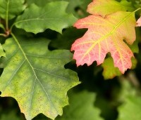 Quercus rubra - Amerikaanse eik - 1