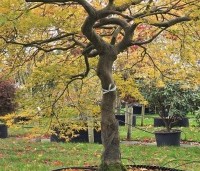 Acer palmatum 'Dissectum' - Japanse esdoorn 'Dissectum' - 1