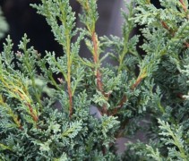 Juniperus chinensis Blaauw