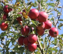 Malus 'Jonared'
