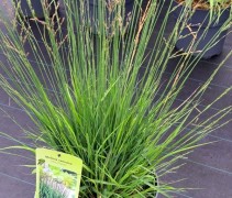 Molinia caerulea 'Moorflamme'