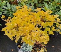 Ginkgo biloba 'Mariken' - Mini Japanse notenboom  Tempelboom - 2