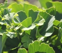 Ginkgo biloba 'Mariken' - Mini Japanse notenboom  Tempelboom - 3